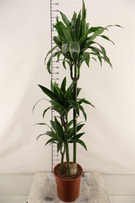 <h4>Dracaena 24 Cm. P. Arturo Toef 150 Cm. Hoog</h4>
