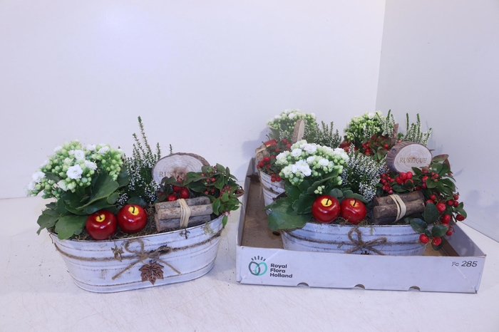 <h4>ARR TUINPLANTEN</h4>