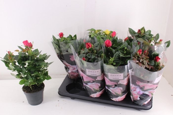 <h4>RO PATHIT GEM 3 SRT</h4>