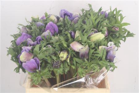 <h4>Anem Mistral Pastel Super</h4>