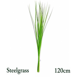 XANTHORRHOEA STEELGR