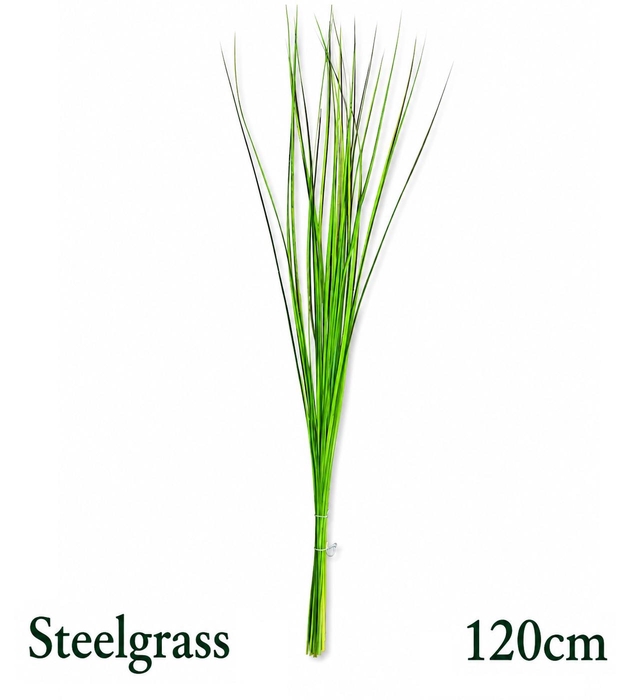 <h4>XANTHORRHOEA STEELGR</h4>
