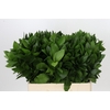 Ruscus Hypophyllum