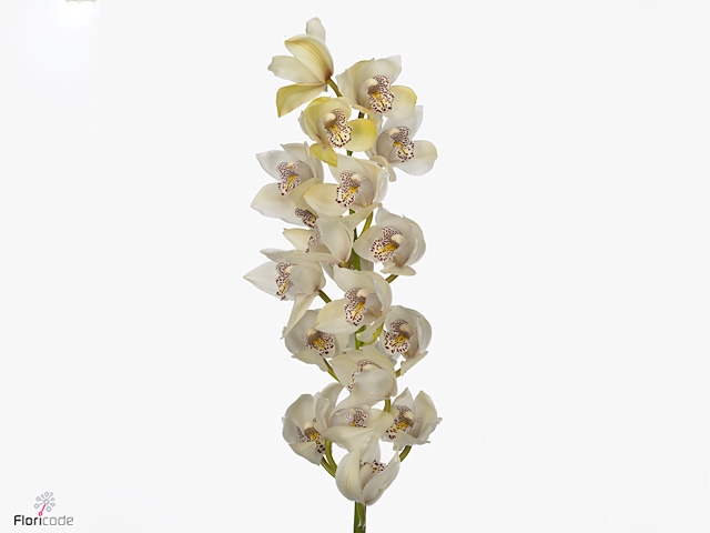 Cymbidium Iris