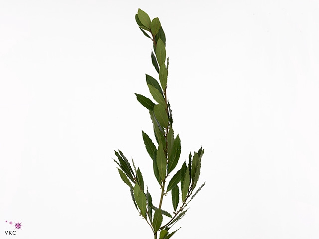 LAURIERBLAD