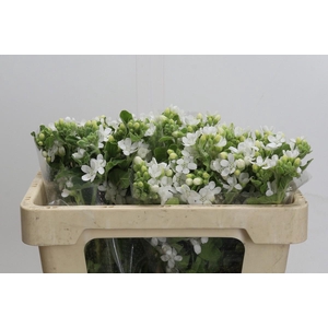 Oxypetalum coeruleum 'Perfect White Harmony'