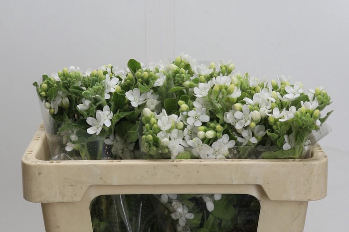 <h4>Oxypetalum coeruleum 'Perfect White Harmony'</h4>