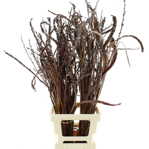 Salix Sekka Bandwilg