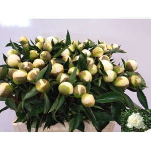 PAEO L WHITE ELEGANC