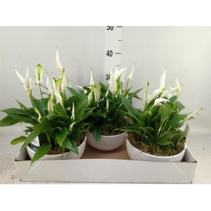 Spathiphyllum  'Pearl Cupido'