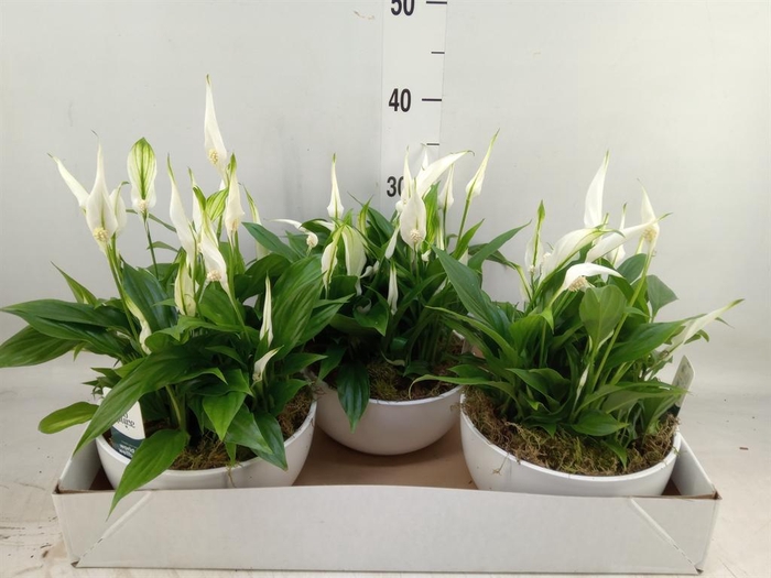 <h4>Spathiphyllum  'Pearl Cupido'</h4>