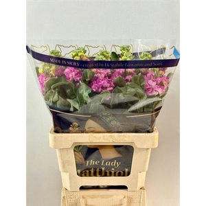 Matth Iron Pink (it.)