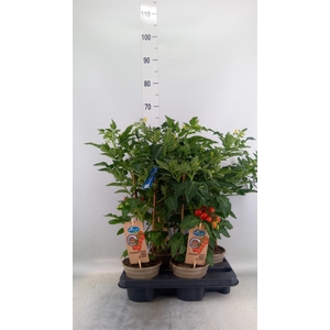 Solanum lycopersicum   ...