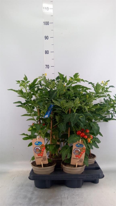 <h4>Solanum lycopersicum   ...</h4>