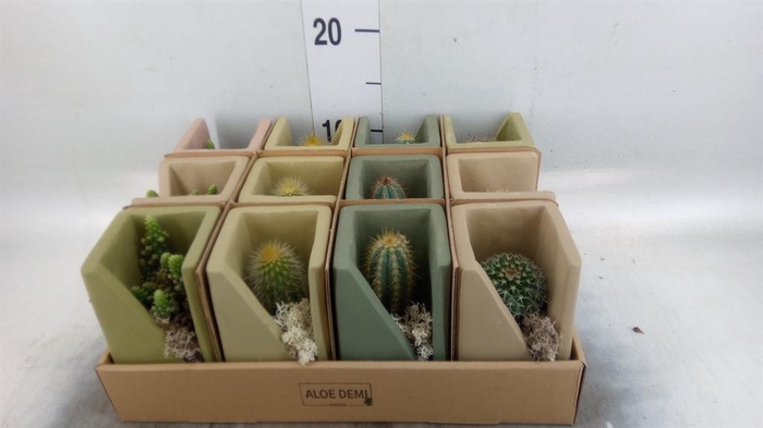 <h4>Cactus   ...mix</h4>