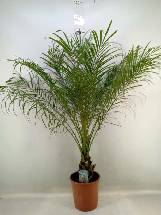 <h4>Phoenix roebelenii</h4>