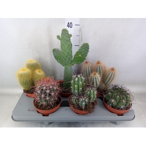 Cactus   ...mix