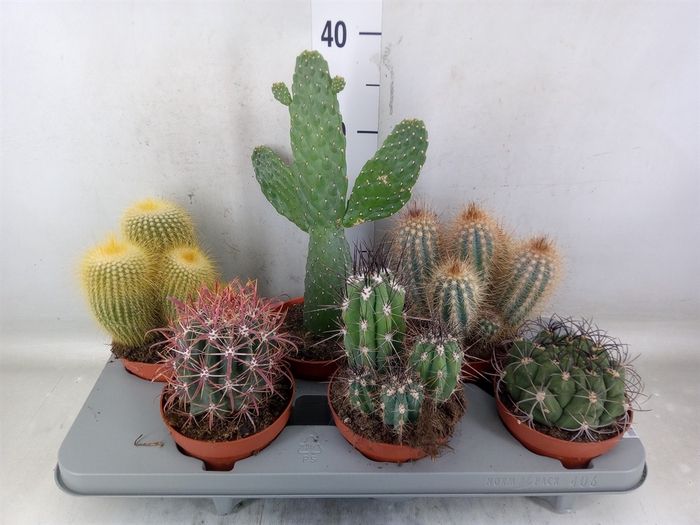 <h4>Cactus   ...mix</h4>
