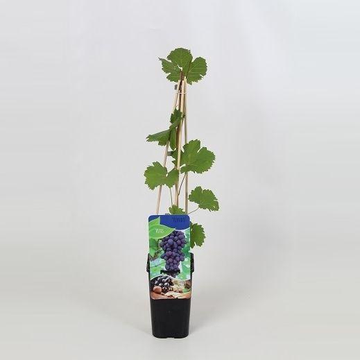 <h4>Vitis 'rondo'</h4>