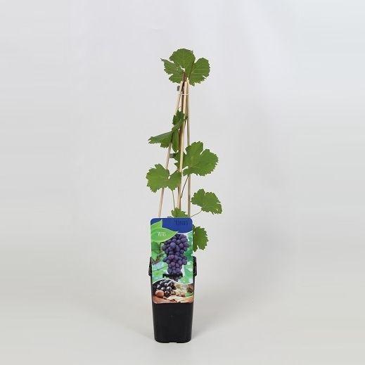 <h4>Vitis 'rondo'</h4>