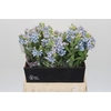 Oxypetalum Tweedia Blue
