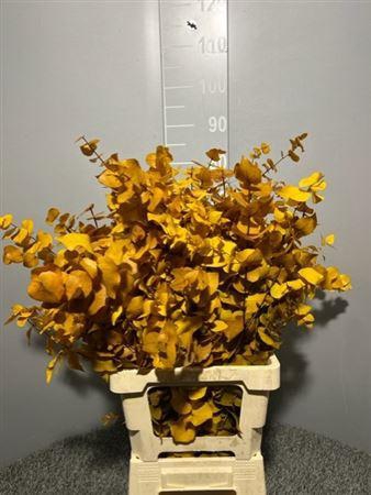 <h4>Dr Stuart Stab Yellow Matt</h4>
