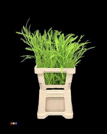 <h4>Grevillea Ivanhoe Green</h4>