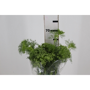 AMMI MAJUS 060 CM