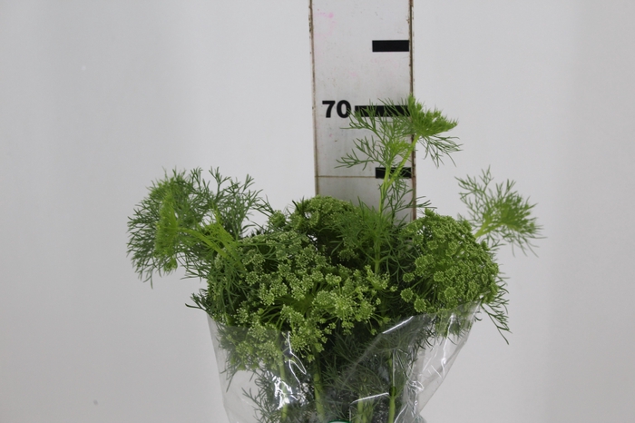 <h4>AMMI MAJUS 060 CM</h4>