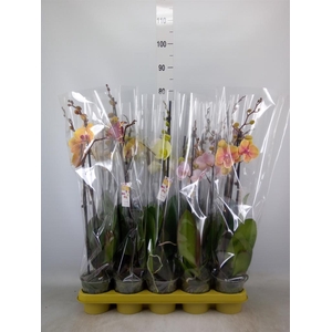 Phalaenopsis   ...mix 10