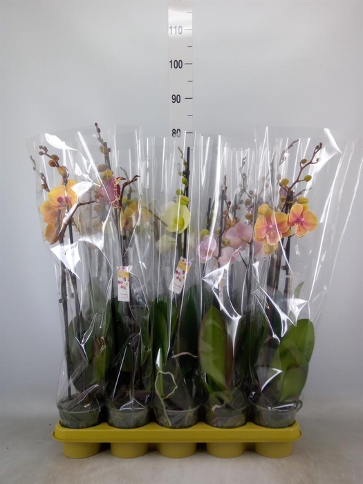 <h4>Phalaenopsis   ...mix 10</h4>