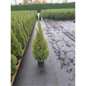 Picea glauca Perfecta