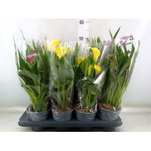 Zantedeschia   ...mix
