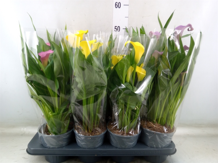 <h4>Zantedeschia   ...mix</h4>