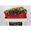 Hypericum Rainbow Romance Spray