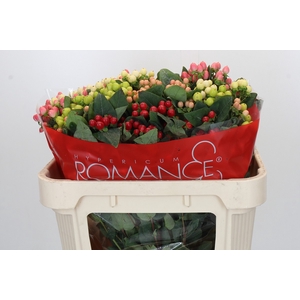 Hypericum Rainbow Romance Spray