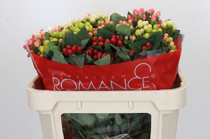 <h4>Hypericum Rainbow Romance Spray</h4>