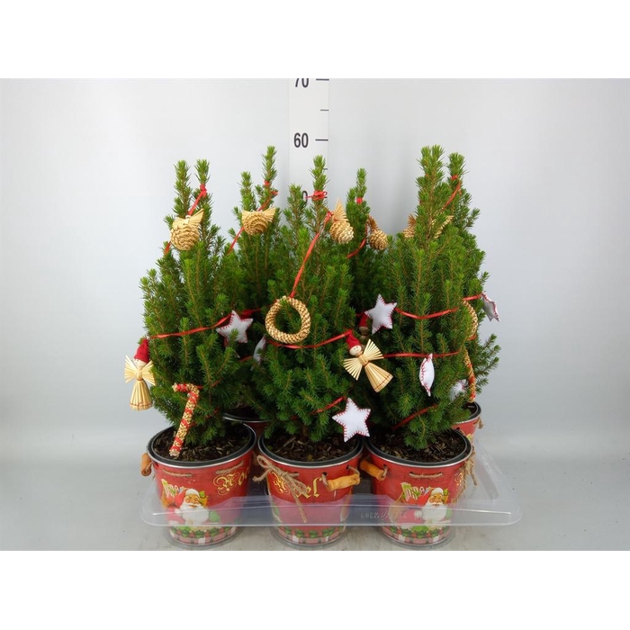 <h4>Kerstboom ...versierd</h4>