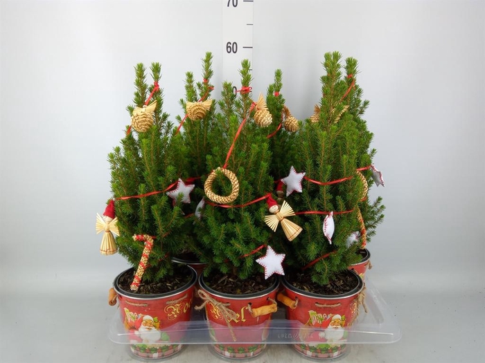 Kerstboom   ...versierd