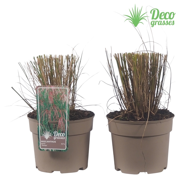 <h4>Miscanthus sinensis 'Flamingo'</h4>