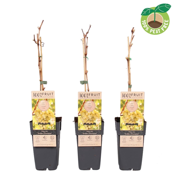 <h4>Vitis vinifera 'Golden Champion', P15</h4>