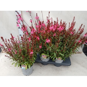 Gaura li Belleza Dark Pink 15Ø 45cm