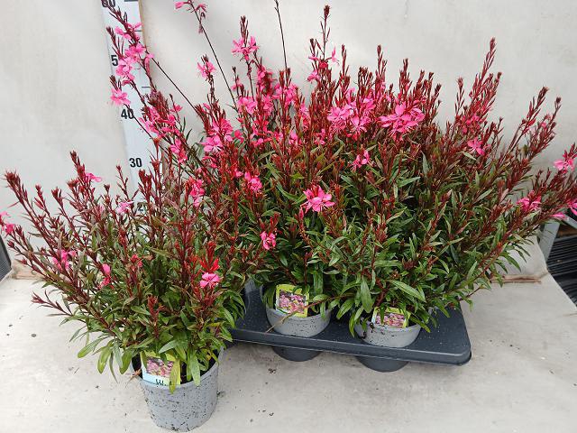 Gaura li Belleza Dark Pink 15Ø 45cm