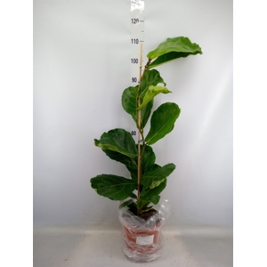 Ficus lyrata