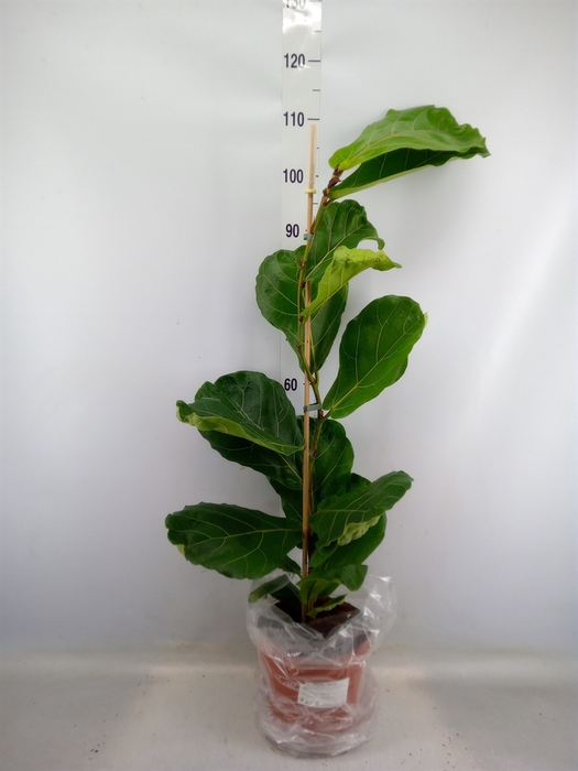 <h4>Ficus lyrata</h4>