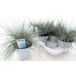 Festuca glauca 'Intense Blue'