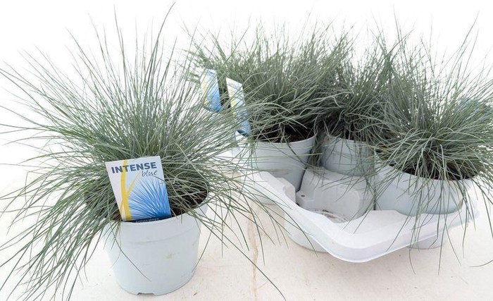 <h4>Festuca glauca 'Intense Blue'</h4>