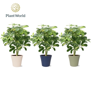 Schefflera Gold Capella op stam in Coco collectie Top Blend