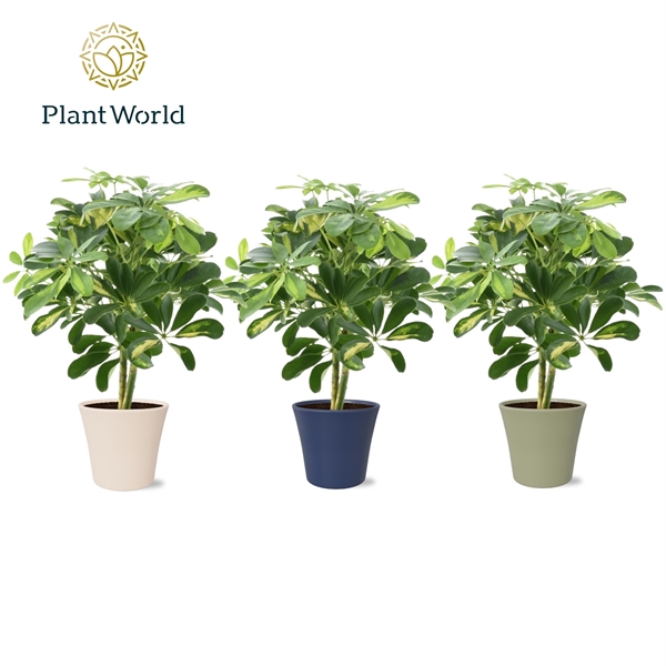 <h4>Schefflera Gold Capella op stam in Coco collectie Top Blend</h4>
