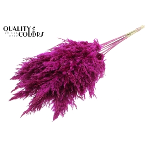 Pampas Grass 70cm 10st/bunch Lilac